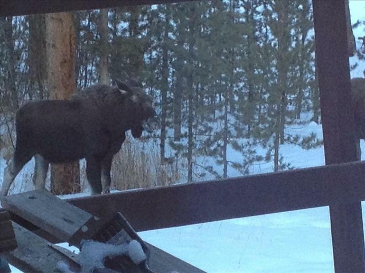 Black Bear Crossing - Pet Friendly - Retro Game Room Breckenridge Luaran gambar