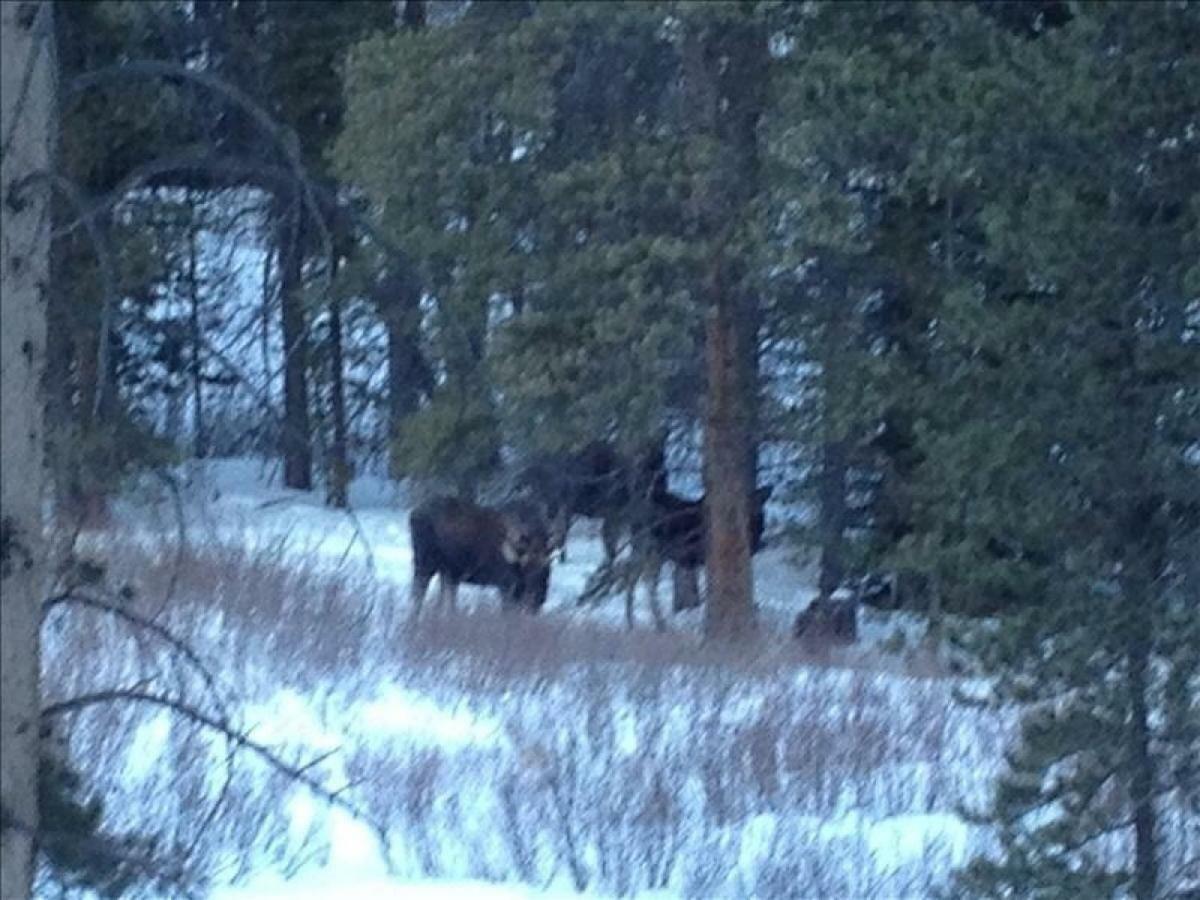 Black Bear Crossing - Pet Friendly - Retro Game Room Breckenridge Luaran gambar